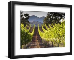 Arroye Grande, California: a Central Coast Winery-Ian Shive-Framed Photographic Print