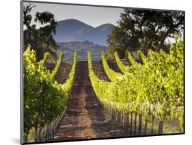 Arroye Grande, California: a Central Coast Winery-Ian Shive-Mounted Photographic Print