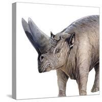 Arsinoitherium-null-Stretched Canvas