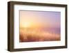 Art Abstract Natural Background; Summer Sunny Meadow-Konstanttin-Framed Photographic Print