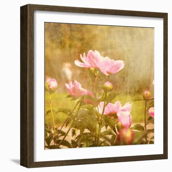 Art Floral Vintage Background with Pink Peonies-Irina QQQ-Framed Art Print