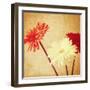 Art Floral Vintage Background with Red and White Gerbera in Sepia-Irina QQQ-Framed Art Print