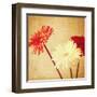 Art Floral Vintage Background with Red and White Gerbera in Sepia-Irina QQQ-Framed Art Print