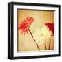 Art Floral Vintage Background with Red and White Gerbera in Sepia-Irina QQQ-Framed Art Print