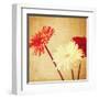 Art Floral Vintage Background with Red and White Gerbera in Sepia-Irina QQQ-Framed Art Print