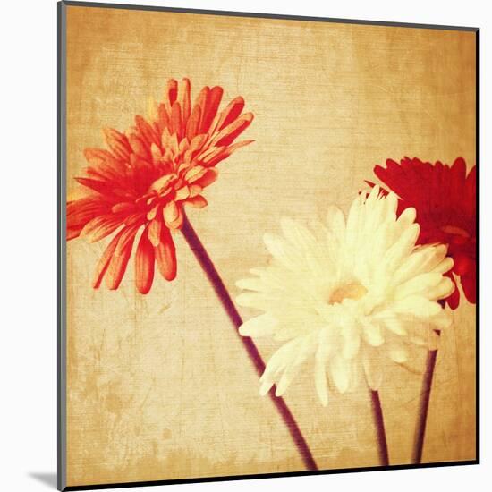 Art Floral Vintage Background with Red and White Gerbera in Sepia-Irina QQQ-Mounted Art Print