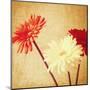 Art Floral Vintage Background with Red and White Gerbera in Sepia-Irina QQQ-Mounted Art Print