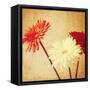 Art Floral Vintage Background with Red and White Gerbera in Sepia-Irina QQQ-Framed Stretched Canvas