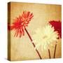 Art Floral Vintage Background with Red and White Gerbera in Sepia-Irina QQQ-Stretched Canvas