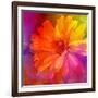 Art Floral Vintage Rainbow Background with Asters-Irina QQQ-Framed Art Print