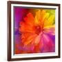 Art Floral Vintage Rainbow Background with Asters-Irina QQQ-Framed Art Print