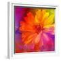 Art Floral Vintage Rainbow Background with Asters-Irina QQQ-Framed Premium Giclee Print