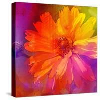 Art Floral Vintage Rainbow Background with Asters-Irina QQQ-Stretched Canvas