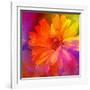 Art Floral Vintage Rainbow Background with Asters-Irina QQQ-Framed Art Print