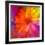 Art Floral Vintage Rainbow Background with Asters-Irina QQQ-Framed Art Print