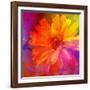 Art Floral Vintage Rainbow Background with Asters-Irina QQQ-Framed Art Print