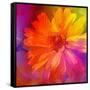 Art Floral Vintage Rainbow Background with Asters-Irina QQQ-Framed Stretched Canvas