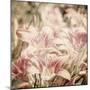 Art Floral Vintage Sepia Background with Light Pink Lilies-Irina QQQ-Mounted Art Print