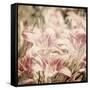 Art Floral Vintage Sepia Background with Light Pink Lilies-Irina QQQ-Framed Stretched Canvas