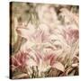 Art Floral Vintage Sepia Background with Light Pink Lilies-Irina QQQ-Stretched Canvas