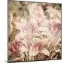 Art Floral Vintage Sepia Background with Light Pink Lilies-Irina QQQ-Mounted Art Print