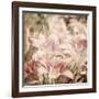 Art Floral Vintage Sepia Background with Light Pink Lilies-Irina QQQ-Framed Art Print