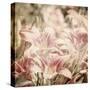 Art Floral Vintage Sepia Background with Light Pink Lilies-Irina QQQ-Stretched Canvas