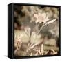 Art Floral Vintage Sepia Background with Light Pink Lilies-Irina QQQ-Framed Stretched Canvas