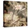 Art Floral Vintage Sepia Background with Light Pink Lilies-Irina QQQ-Stretched Canvas
