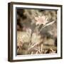 Art Floral Vintage Sepia Background with Light Pink Lilies-Irina QQQ-Framed Art Print