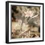 Art Floral Vintage Sepia Background with Light Pink Lilies-Irina QQQ-Framed Art Print