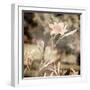 Art Floral Vintage Sepia Background with Light Pink Lilies-Irina QQQ-Framed Art Print