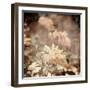 Art Floral Vintage Sepia Background with Light Yellow Chamomiles-Irina QQQ-Framed Art Print