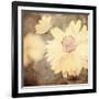 Art Floral Vintage Sepia Background with One Light Yellow Chamomile-Irina QQQ-Framed Art Print