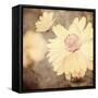 Art Floral Vintage Sepia Background with One Light Yellow Chamomile-Irina QQQ-Framed Stretched Canvas