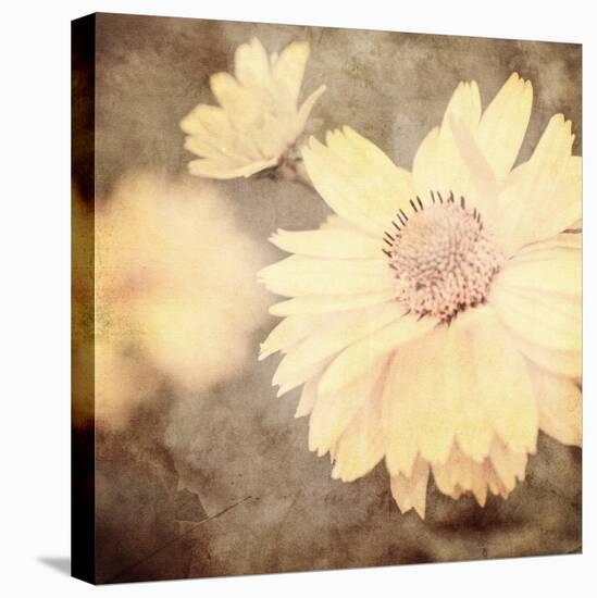 Art Floral Vintage Sepia Background with One Light Yellow Chamomile-Irina QQQ-Stretched Canvas