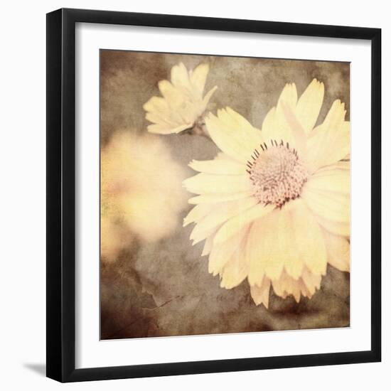 Art Floral Vintage Sepia Background with One Light Yellow Chamomile-Irina QQQ-Framed Art Print