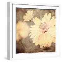 Art Floral Vintage Sepia Background with One Light Yellow Chamomile-Irina QQQ-Framed Art Print