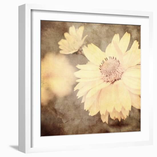 Art Floral Vintage Sepia Background with One Light Yellow Chamomile-Irina QQQ-Framed Art Print