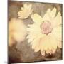 Art Floral Vintage Sepia Background with One Light Yellow Chamomile-Irina QQQ-Mounted Art Print