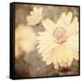 Art Floral Vintage Sepia Background with One Light Yellow Chamomile-Irina QQQ-Framed Stretched Canvas