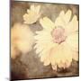 Art Floral Vintage Sepia Background with One Light Yellow Chamomile-Irina QQQ-Mounted Art Print