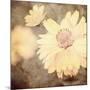 Art Floral Vintage Sepia Background with One Light Yellow Chamomile-Irina QQQ-Mounted Art Print