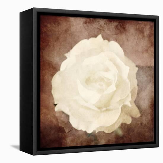 Art Floral Vintage Sepia Background with One White Rose-Irina QQQ-Framed Stretched Canvas