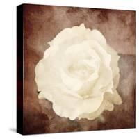 Art Floral Vintage Sepia Background with One White Rose-Irina QQQ-Stretched Canvas