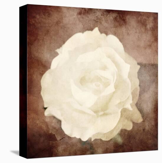 Art Floral Vintage Sepia Background with One White Rose-Irina QQQ-Stretched Canvas