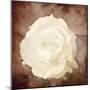 Art Floral Vintage Sepia Background with One White Rose-Irina QQQ-Mounted Art Print