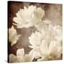 Art Floral Vintage Sepia Background with White Asters-Irina QQQ-Stretched Canvas