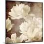 Art Floral Vintage Sepia Background with White Asters-Irina QQQ-Mounted Art Print