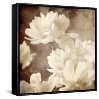 Art Floral Vintage Sepia Background with White Asters-Irina QQQ-Framed Stretched Canvas